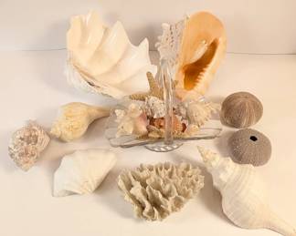 Lot #17 - Sea Life Collection Including Large Conch Shell, Starfish and Coral
