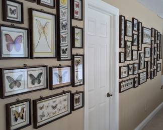 Lot #119 - Framed Butterfly Collection Lot - Hundreds of Unique Mounted Specimens
