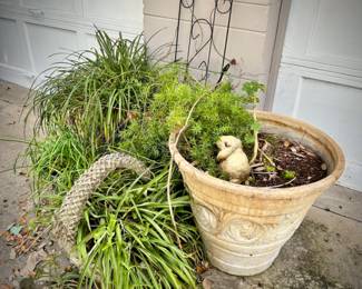 Outdoor potted plants