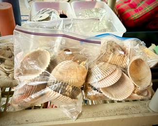 Seashells and starfish