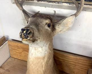 Taxidermy Deer Shoulder Mount, Approx. 30" x 17" x 20"