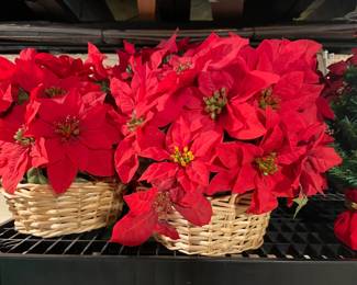Poinsettias in basket.