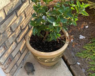 Plant; planter; turtle