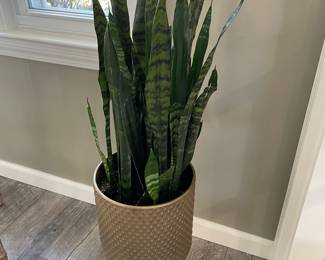 plant (plant stand not being sold)