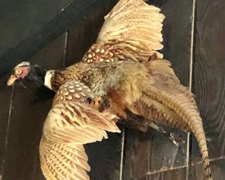 Vintage Pheasant Taxidermy 