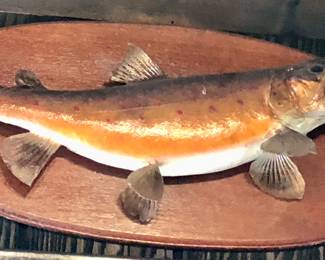 Vintage Trout Taxidermy 