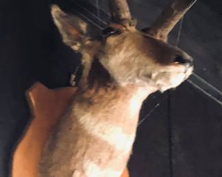 Pronghorn is the only surviving member of the family antilocapridae, (placental mammals). Not technically an antelope, pronghorns are from central and western North America. Also known as the prairie antelope and prong buck.