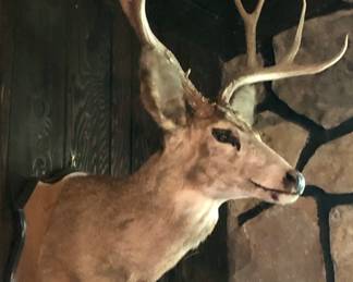 Shoulder mount White Tail 8 point Deer