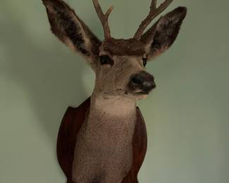 taxidermy