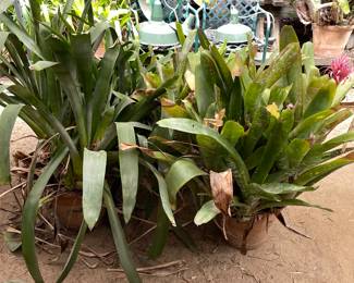 Huge collection of Bromeliads