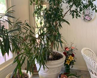 Miscellaneous plants and planters