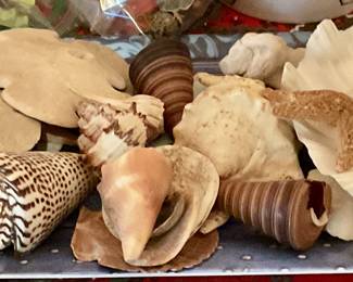 More under sea treasures