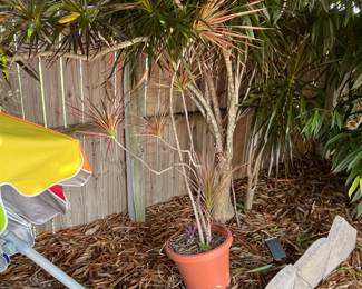 Plant, and an umbrella