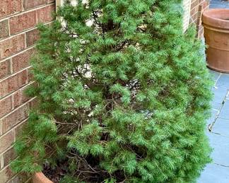 LARGE TERACOTTA POT W/EVERGREEN