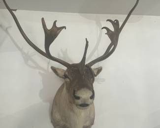 Caribou mount