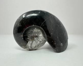 Large Fossilized Stone from Morocco	