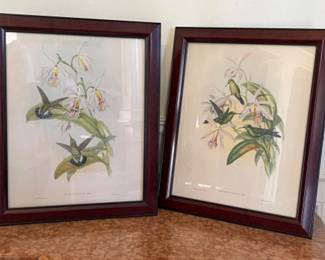 48 GlaucisFraseriHeliodoxaJakulusLithographsbyJohnGould