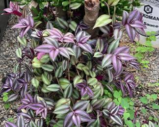 Large Jade mix in a 3 gal. decorative pot. 