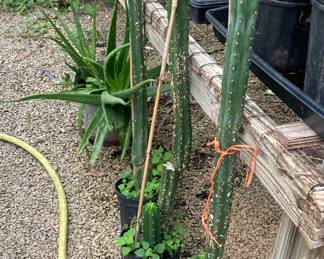 Very Tall cactus for repotting. Inside only. 