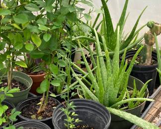 Aloe plants, lemon trees and cactus