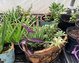 A mix of decorative house plants. 