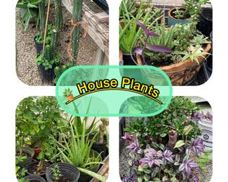 Various Houseplants. We are cleaning up the greenhouse and I have a variety of decorative potted plants. Nice stuff!!