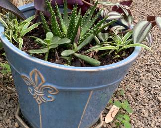 Decorative house plant. 1 gal pot. 