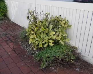 Plants