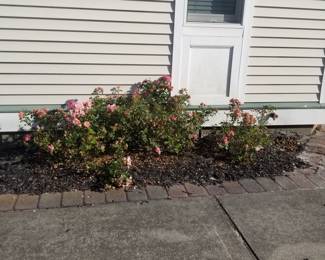 Roses