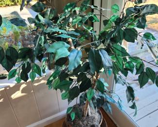 Faux Ficus 