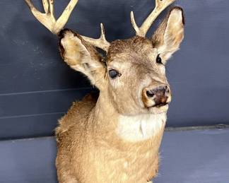 Whitetail Buck Taxidermy Wall Mount, 13 Points On Antlers 
