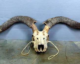 Longhorn Skull With Horns, 80" Width Between Horn Tips 