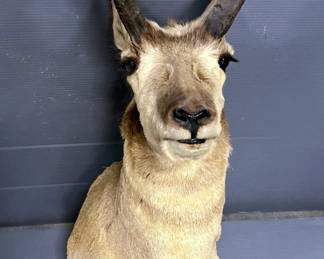 Pronghorn Taxidermy Wall Mount, Approx 32" Tall 
