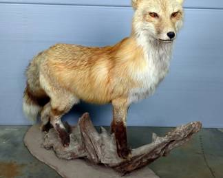 Red Fox Freestanding Taxidermy, Appears To Be On Log And Dirt Surface, Approx 29" x 30" x 10" 
