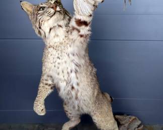 Bobcat And Quail Freestanding Taxidermy Mount On Wood, Approx 46" Tall 