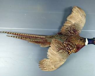 Pheasant Taxidermy Wall Mount, Approx 32" x 27" 