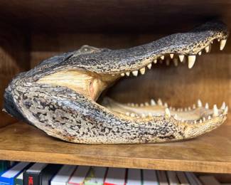 Very Large Alligator Head