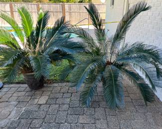 Sago Palms