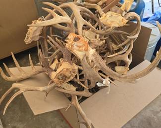 Box of Antlers