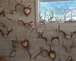 Nice Selection of Antlers