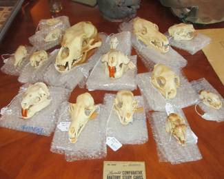 Yes, real skulls! Cleaned and we even have a black bear. Great for collections, artistry, and more.