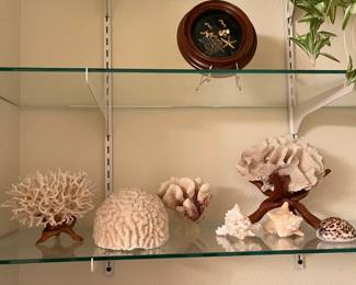 Shells and coral in the bathroom