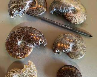 Ammonites
