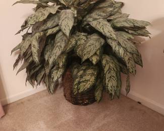 Large plant