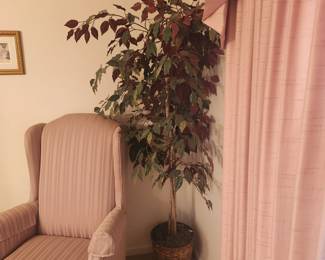 One of several ficus trees!