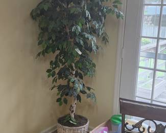 Another ficus tree!