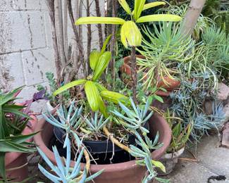 Beautiful plants! Bring a strong 💪 someone!