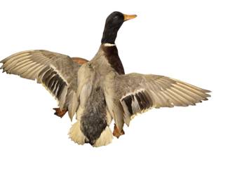 Fowl Taxidermy 