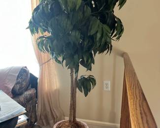 indoor ficus tree