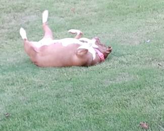 Precious rolling in the soft grass